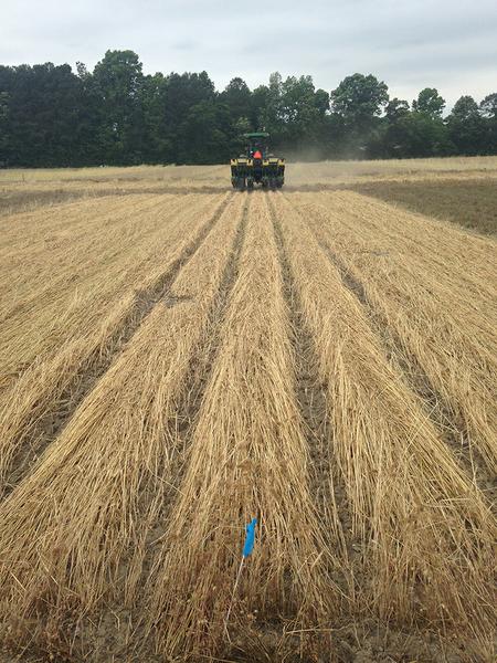 Figure 6. Planting into a cover crop mulch when the Yetter resid